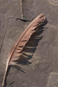 Single bird feather lying in rocks at the beach Stock Photos
