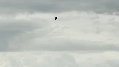 A single bird flies through a vast and cloudy sky Stock Footage 336090259