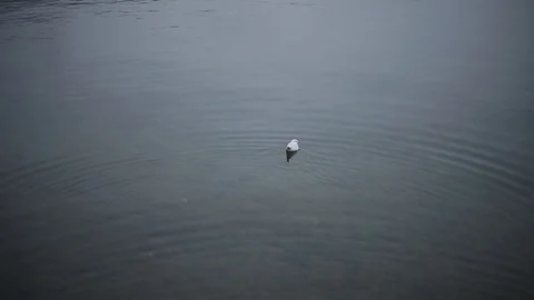 Single Bird Floating In Water Stock-Footage 103390088