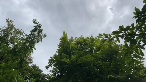 Single bird flying above treetops with wings spread Stock Footage 314708727