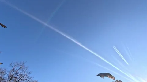 Single bird flying across clear blue sky with visible contrails Stock Footage 321879104