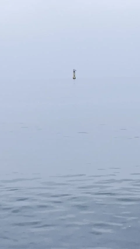 Single Bird Flying Over Calm Sea Minimal Scene Stock Footage 340163329