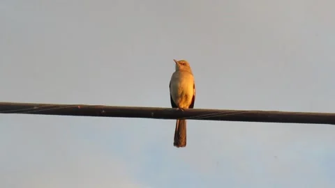 Single bird Stock Footage 333829668