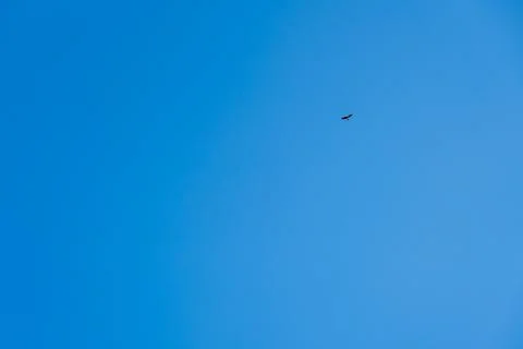 A single bird glides effortlessly through the expansive blue sky, evoking a Stock Photos