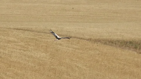 A single bird gracefully flying over a golden wheat field Stock Footage 303884396