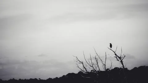 Single bird perched on leafless branch in silhouette with gloomy sky Stock Photos