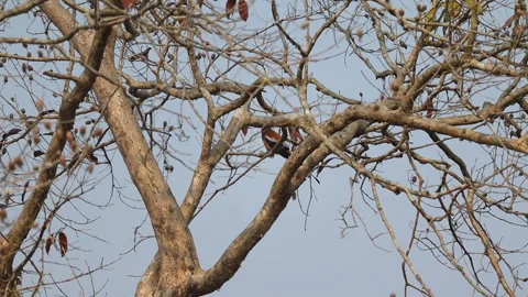 Single Bird Perched on Tree Branch in Rural Countryside Stock Footage 325185927