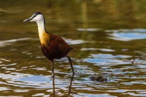 Single Bird Stock Photos