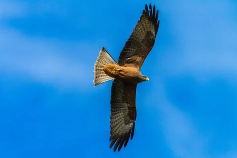 Single Bird Stock Photos