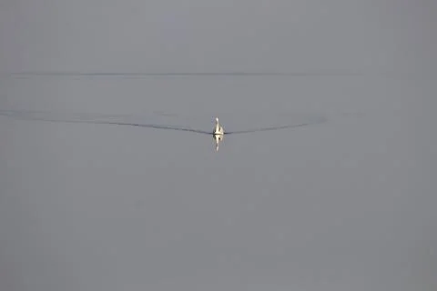 Single bird Foto stock