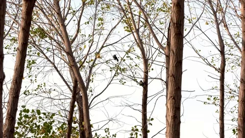 A single bird resting on a tree branch while leaves are swinging by wind Stock Footage 103790814
