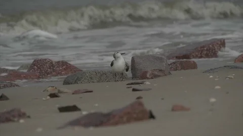 A single bird (Sanderling) cleaning itself on the beach Stock Footage 100020953