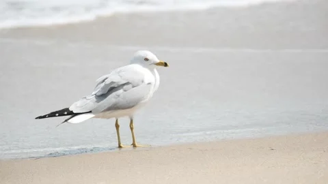 Single bird seagull on beach sand near the water. Boynton Beach, Florida, USA. 스톡 동영상 139501046