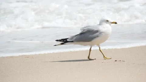 Single bird seagull on beach sand near the water. Boynton Beach, Florida, USA. Stock Footage 139501072