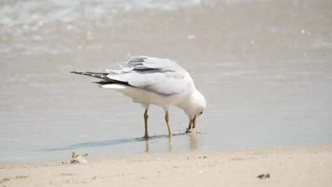 Single bird seagull on beach sand near the water. Boynton Beach, Florida, USA. Stock Footage 139501089