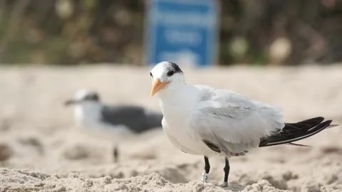 Single bird seagull on beach sand near the water. Boynton Beach, Florida, USA. Stock Footage 139501163