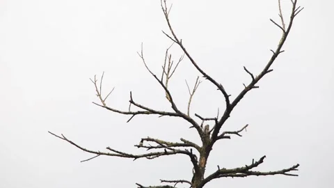 Single Bird Sitting On Bare Branch Of Dry Tree Sky Background Stock Footage 344745464