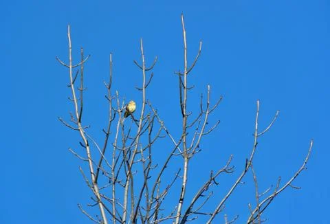 Single bird sitting on a branch under a blue sky Stock Photos