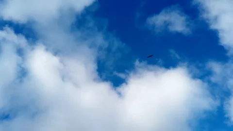 Single bird in the sky Stock Footage