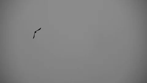 Single Bird In The Snowing Sky Slow Motion Stock Footage 72730044