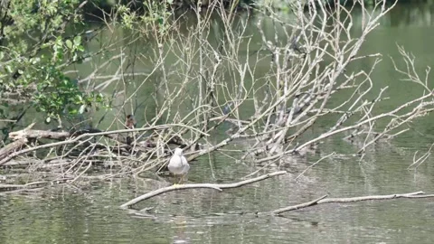 A single bird stands on the branch of a tree part submerged in water Stock Footage 244839610
