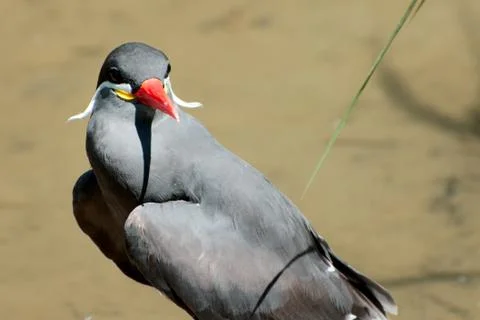 Single bird in summer Stock Photos