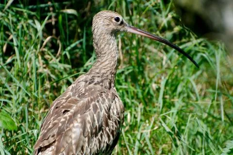Single bird in summer Stock Photos