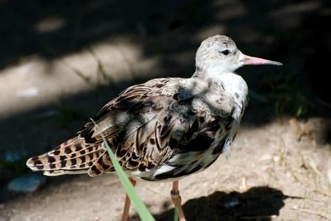 Single bird in summer 写真素材