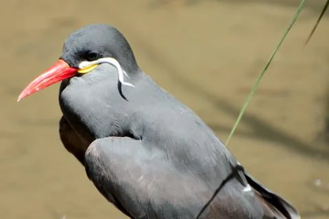Single bird in summer 写真素材