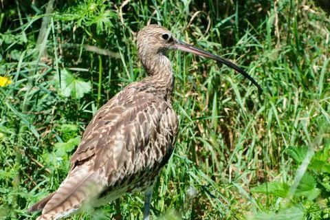 Single bird in summer Stock Photos