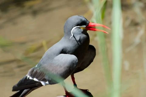 Single bird in summer 写真素材
