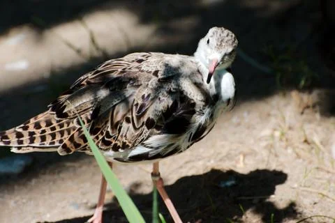 Single bird in summer 写真素材
