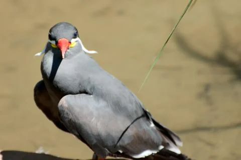 Single bird in summer Stock Photos