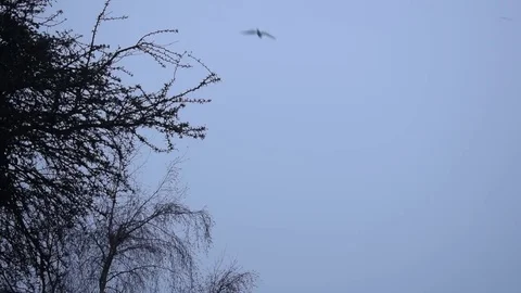 Single Bird Swoops Past Tree on Misty Day Stock Footage 71791301