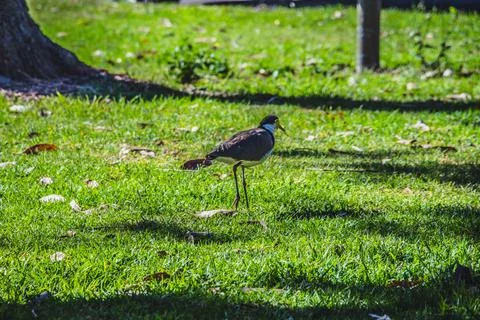 Single Bird Walking On A Grassy Field Under The Shade Of A Tree In A Park Stock Photos