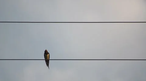 Single bird on wire Stock Footage 7902023