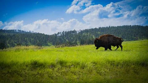 A single bison at Custer State Park South Dakota Stock Photos