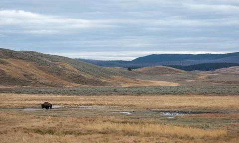 Single bison goes for a walk Stock Photos