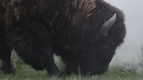 Single Bison Grazing on Grass in a Field Stock Footage 60950990