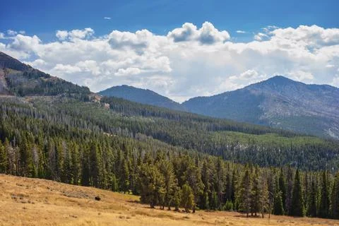 Single bison grazing with mountains in background Stock Photos