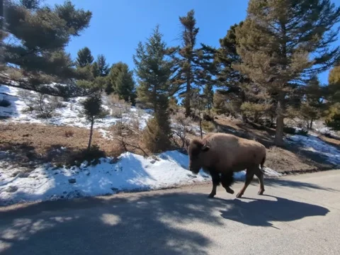 Single bison walking the road Video stock 318557481
