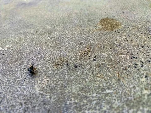Single Black Ant Crawling on Rough Granite Texture Stock Photos