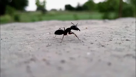 Single Black Ant Walking On Concrete Surface 库存影片 336707968