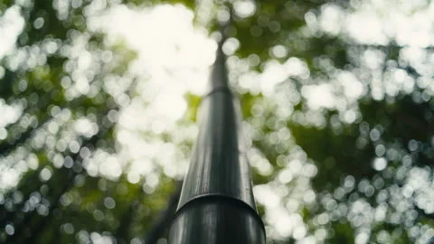Single black bamboo stem with bright bokeh background and soft sunlight Stock Footage 333787812