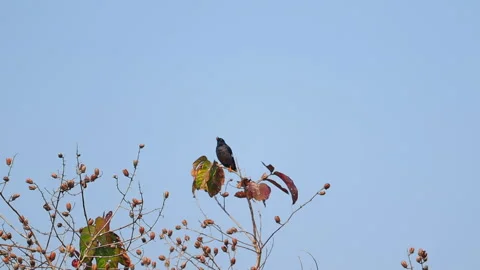 Single Black Bird Perched on Tree Branch Against Clear Blue Sky Stock Footage 325185246