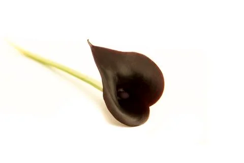 Single black calla lily flower lying on a white background Stock Photos