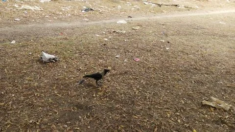 Single black crow foraging on dry leaf litter in park stock photo view Фото