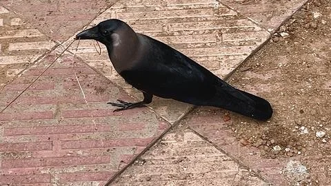 A single black crow standing in the ground Stock Photos