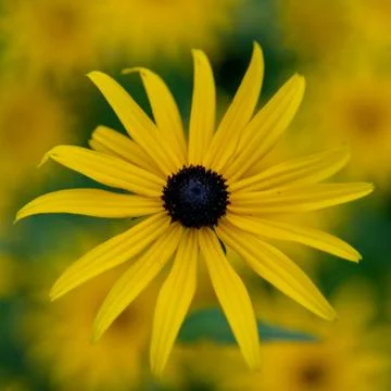 Single Black-eyed Susan on blurred background of yellow flowers Stock Photos