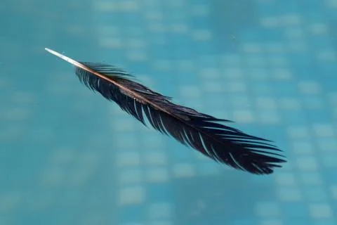 Single black feather floats gently on blue tiled water Stock Photos